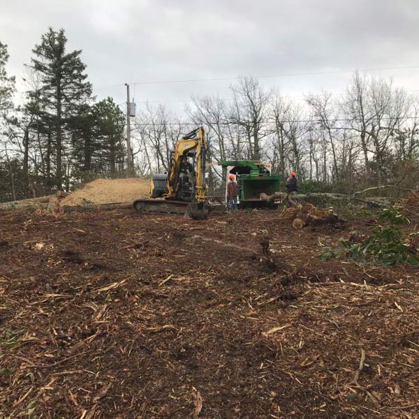 tree clearing