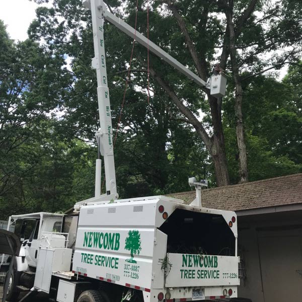 Tree Removal Scarborough