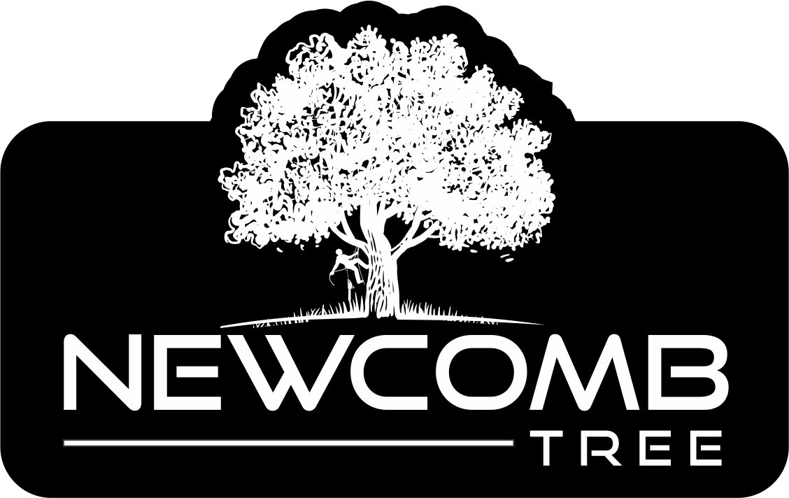 Newcomb Tree